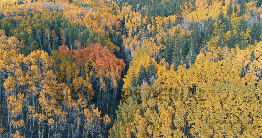 Video: Santa Fe Aspen Forest